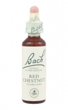 Red Chestnut (Červený kaštan)